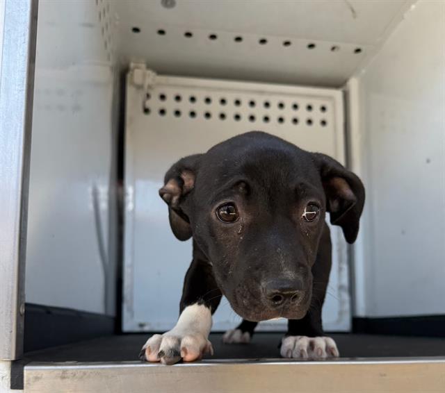 Adoptable Dog
