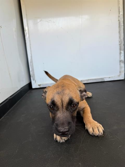 Adoptable Dog