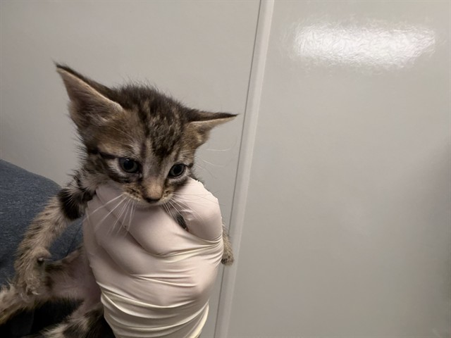In Foster - Purple Collar