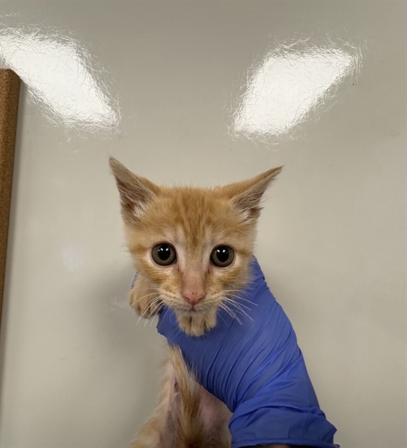 Ollie - Adoption Pending
