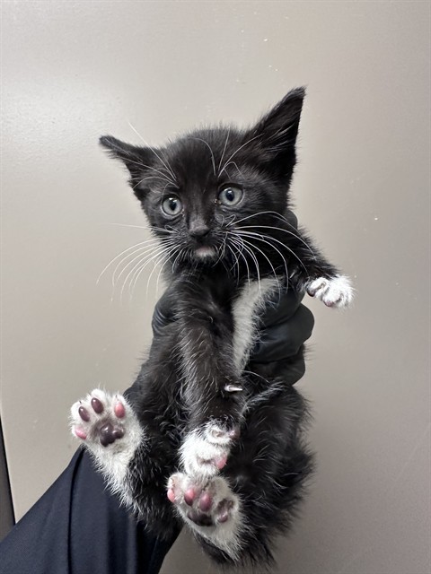 Mittens - In Foster