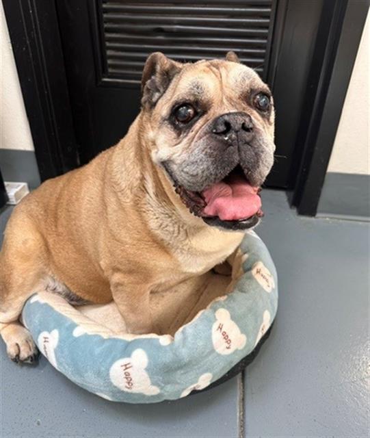 Urgent Med Adopt Maple