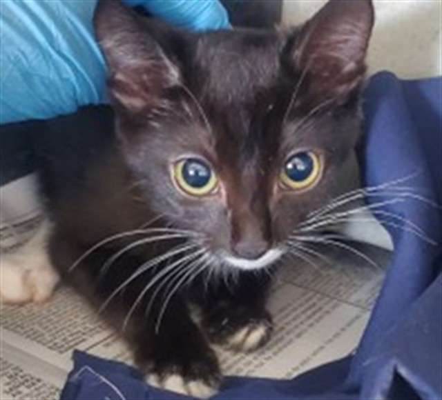 Mae