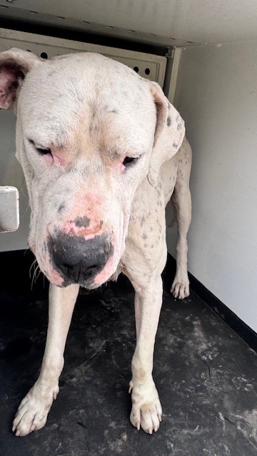 Adoptable Dog