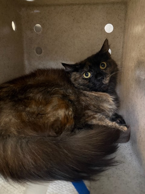 Adoptable Cat
