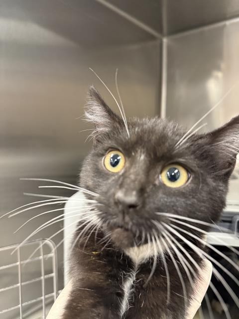 Adoptable Cat
