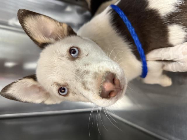 Adoptable Dog