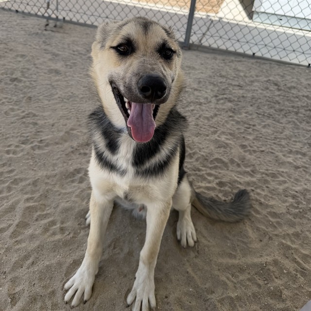 Max