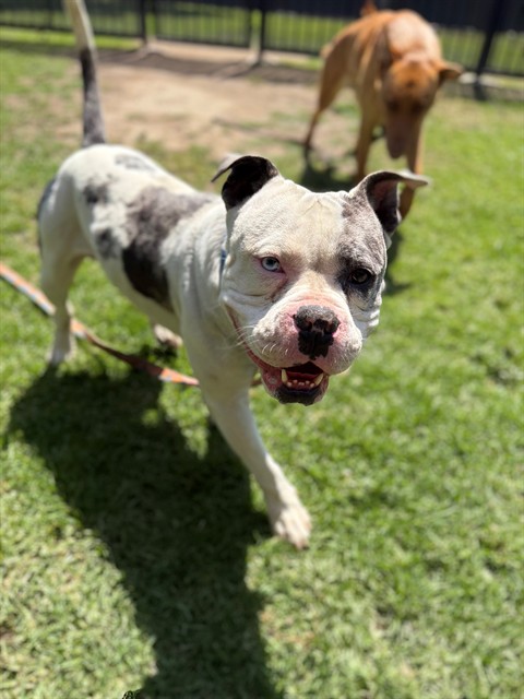 Max