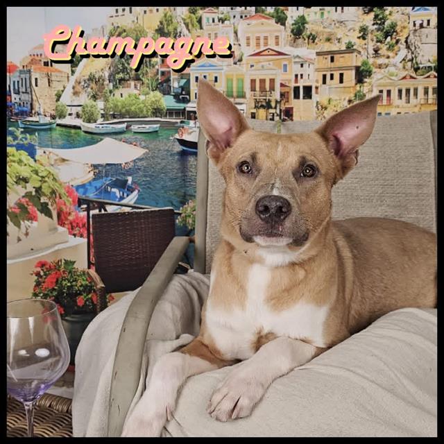 Champagne