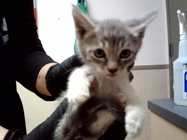 Adoptable Cat