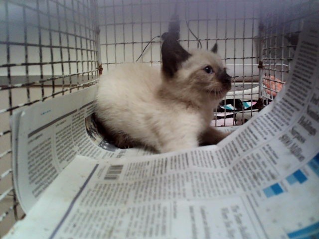 Adoptable Cat