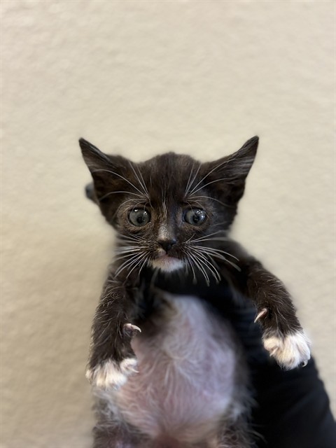 Melody - In Foster