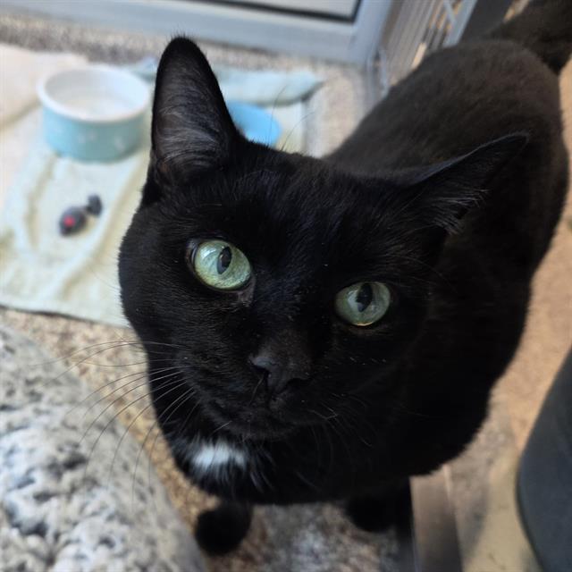 Lulu