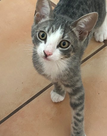 Smudge