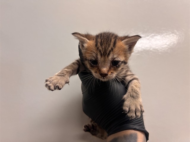Ocean - In Foster