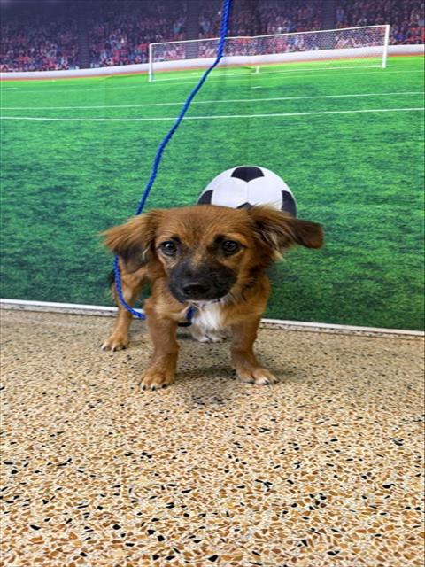 Adoptable Dog