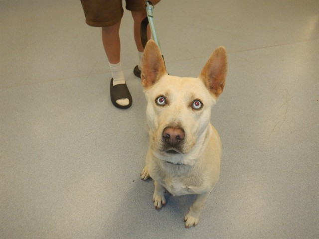 Sierra