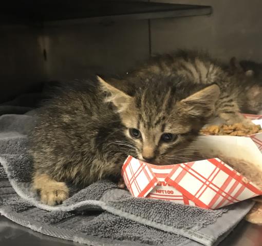 Adoptable Cat