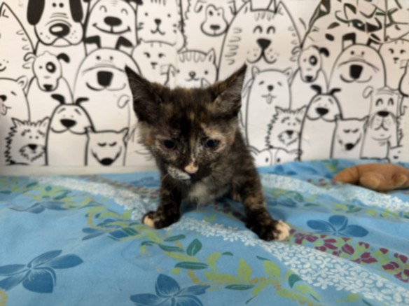 Adoptable Cat