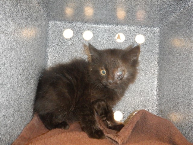 Bellatrix