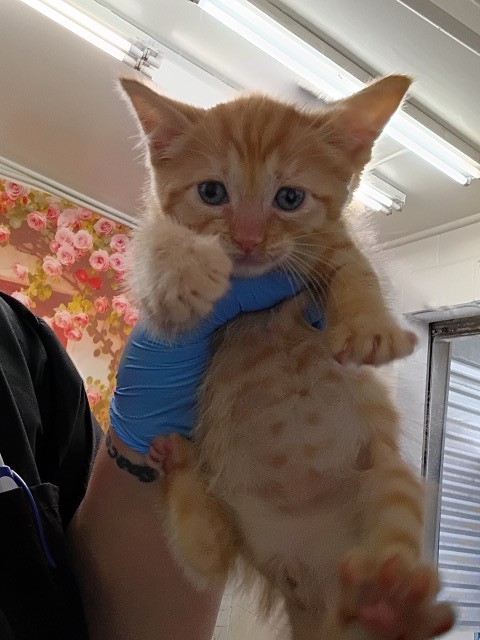 Archie