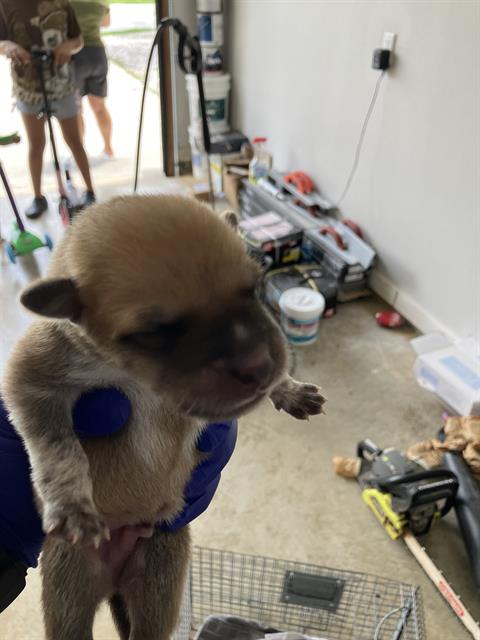 Benson