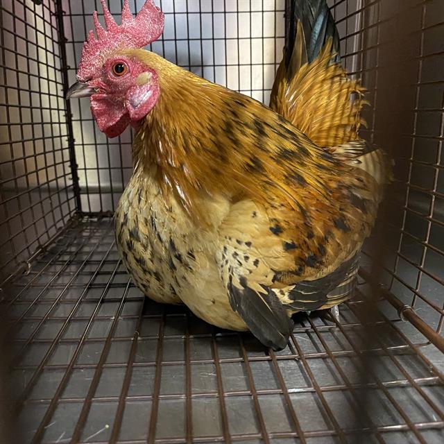 Adoptable Bird