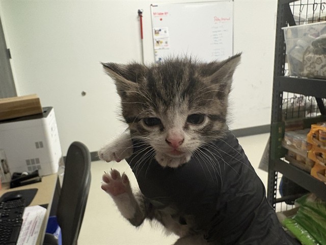 Adoptable Cat