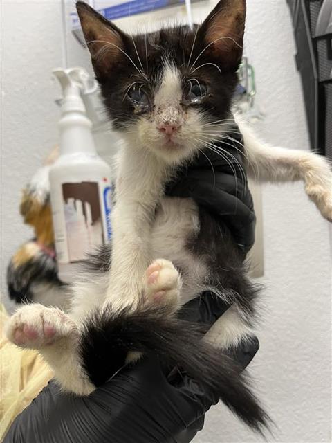Adoptable Cat