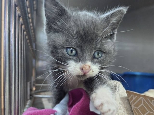 Adoptable Cat