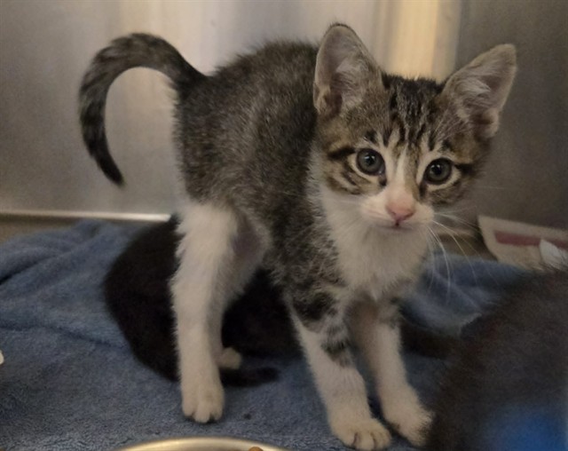 Adoptable Cat