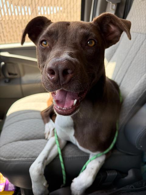 Axel