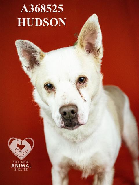 Hudson