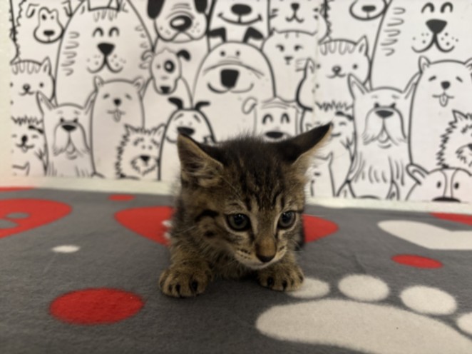 Simba