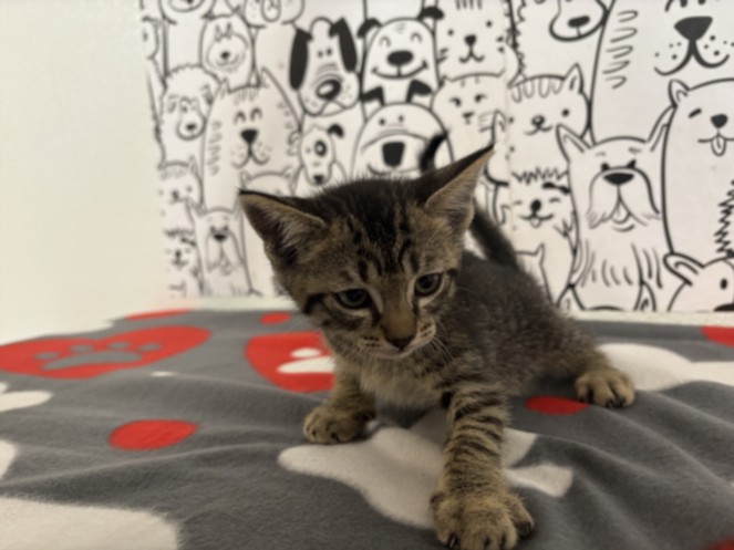 Pumba