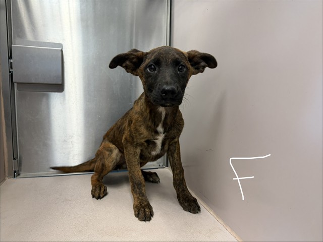 Adoptable Dog
