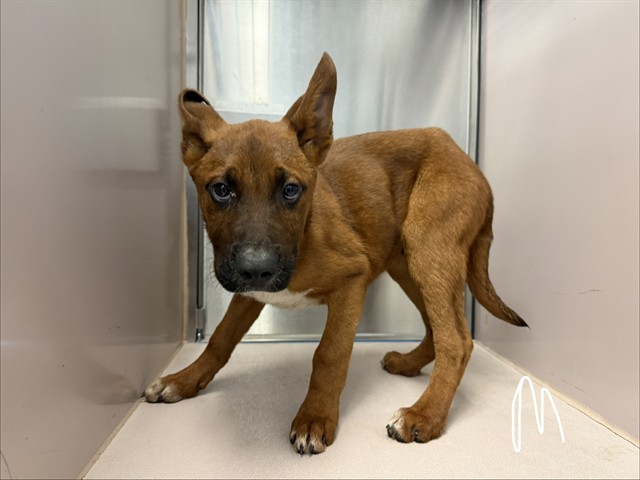 Adoptable Dog