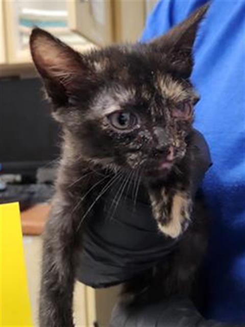 Adoptable Cat