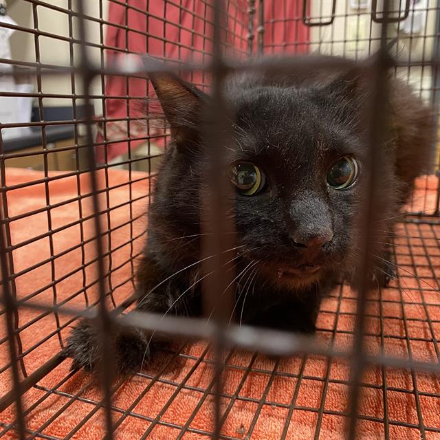 Adoptable Cat