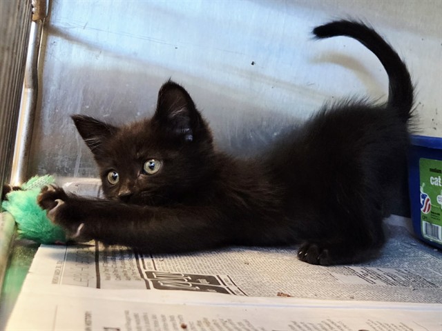 Adoptable Cat