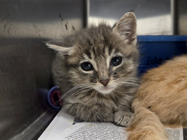 Adoptable Cat