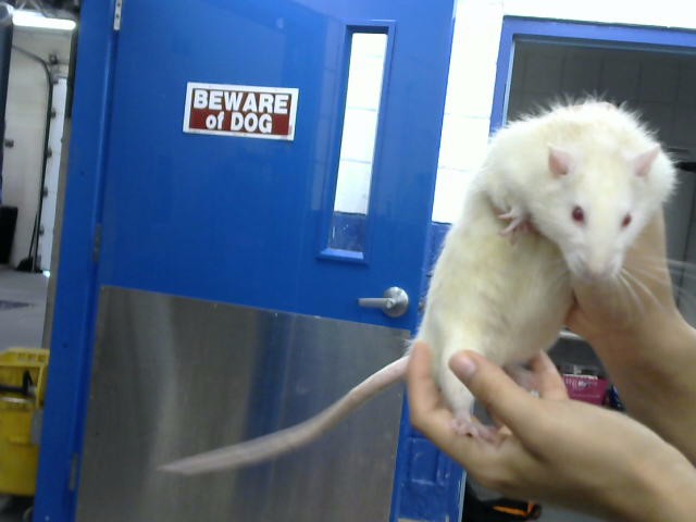 Despereaux