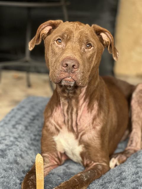 Bodhi