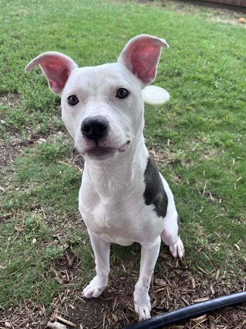 Daisy