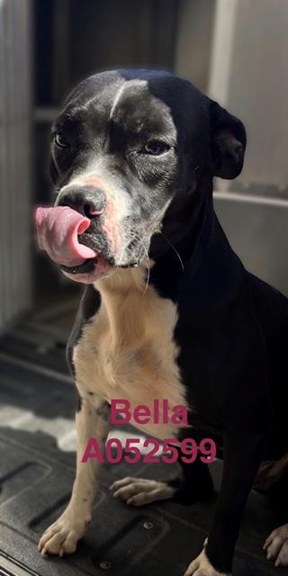Bella