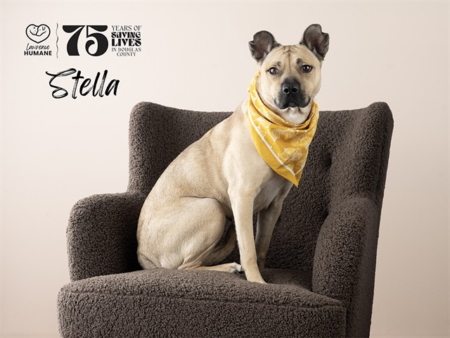 Stella