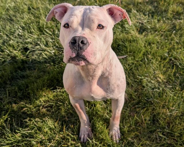 Calliope - In Foster