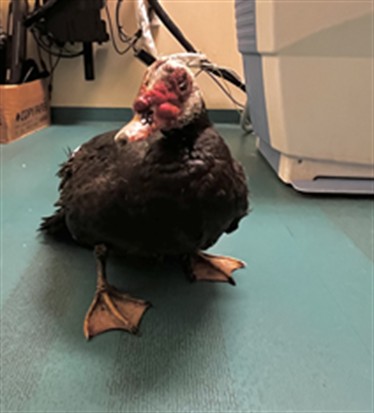 Adoptable Bird