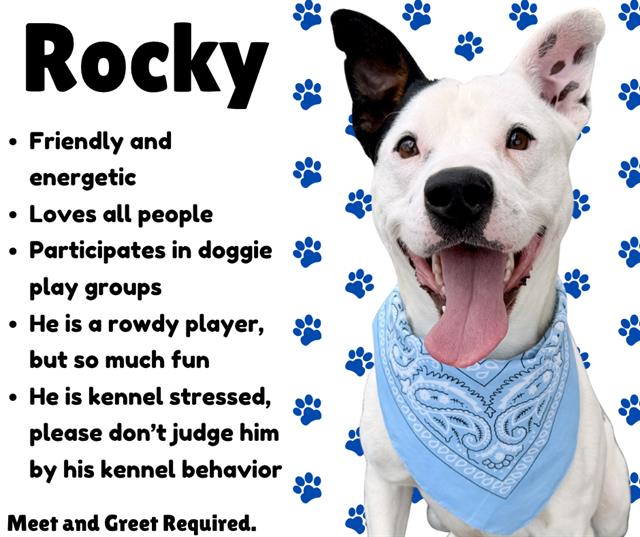 Rocky